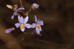 Cheiranthera filifolia
