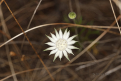 Actinotus leucocephalus