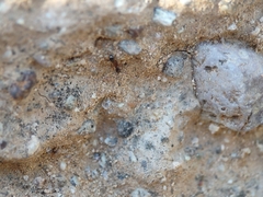 Pheidole obtusospinosa