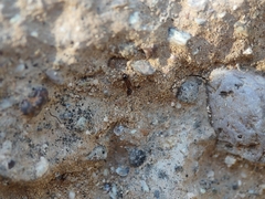 Pheidole obtusospinosa