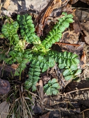 Agrimonia parviflora