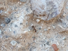 Pheidole obtusospinosa