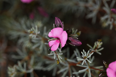 Gompholobium shuttleworthii