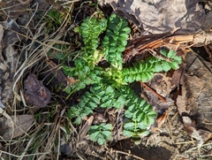 Agrimonia parviflora