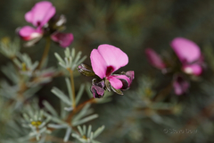 Gompholobium shuttleworthii