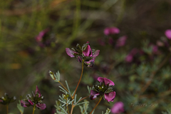 Gompholobium shuttleworthii