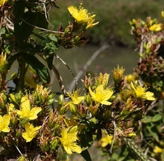 Hypericum tetrapterum