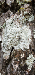 Pertusaria texana