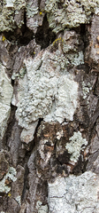 Pertusaria texana