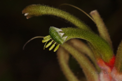 Anigozanthos manglesii