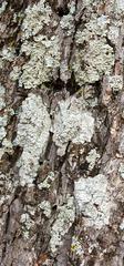 Pertusaria texana