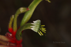 Anigozanthos manglesii