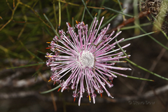 Isopogon divergens