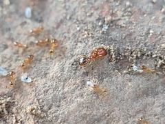 Pheidole micula