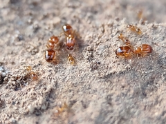 Pheidole micula