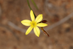Tricoryne