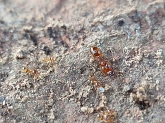 Pheidole micula