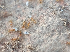 Pheidole micula