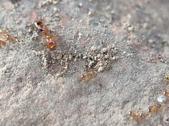 Pheidole micula