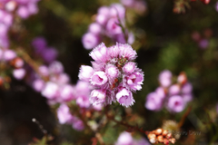 Verticordia pennigera