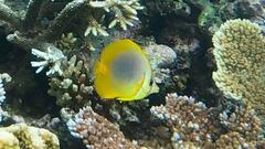 Chaetodon aureofasciatus