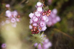Verticordia pennigera