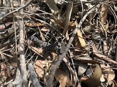 Diporiphora australis