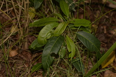 Rhodomyrtus psidioides
