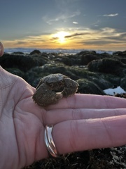 Hapalogaster cavicauda