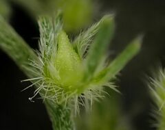 Cryptantha decipiens