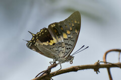 Charaxes solon