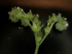 Cryptantha decipiens