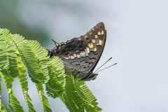 Charaxes solon