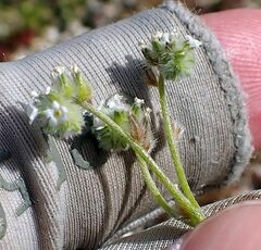 Cryptantha decipiens