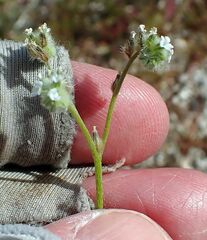 Cryptantha decipiens
