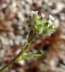 Cryptantha decipiens