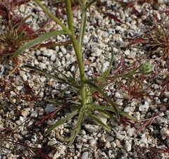 Cryptantha decipiens