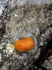 Aldisa sanguinea