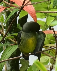 Dicaeum trigonostigma