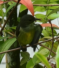 Dicaeum trigonostigma