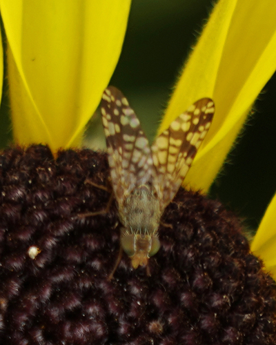 iNaturalist observation photo of Sunflower Seed Maggot