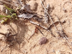 Tetramorium hispidum