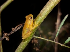 Dendropsophus nanus