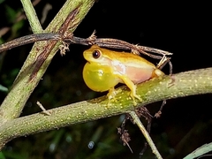 Dendropsophus nanus