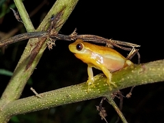 Dendropsophus nanus