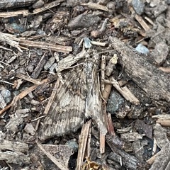Hydriomena nubilofasciata