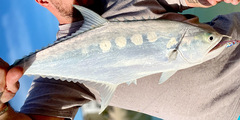Scomberoides