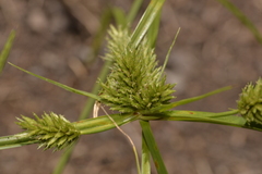 Cyperus aggregatus