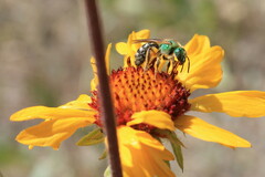 Gaillardia aristata