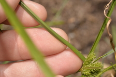 Cyperus aggregatus